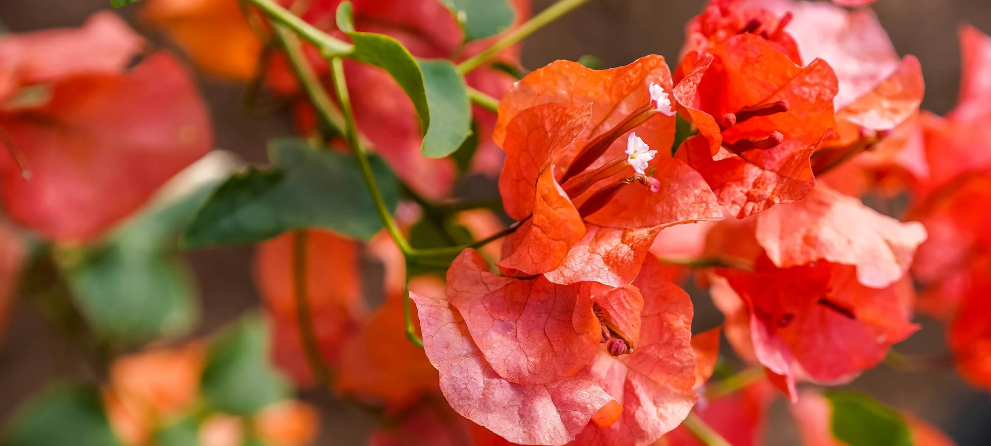 FUEGO-EMOTION-SLIDER