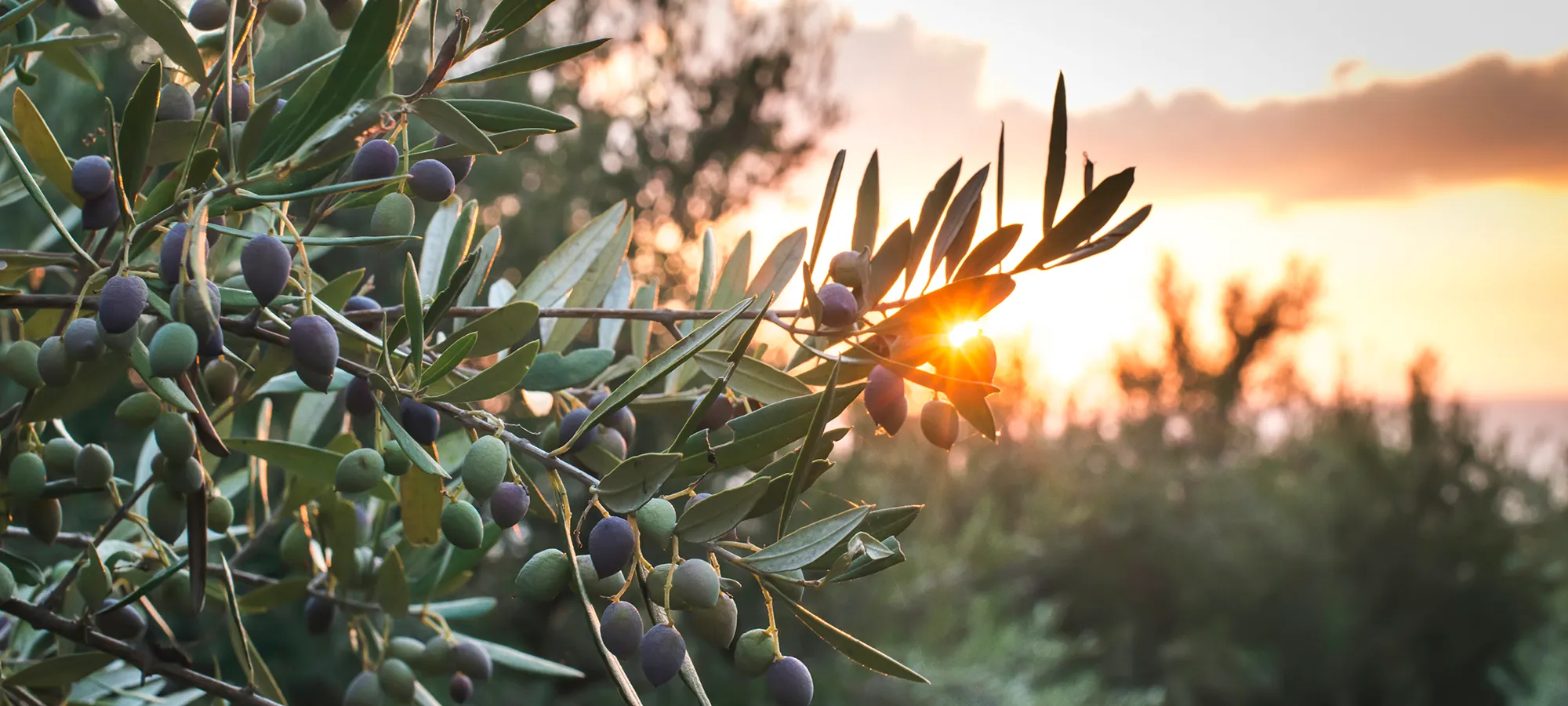 TIERRA EMOTION-SLIDER