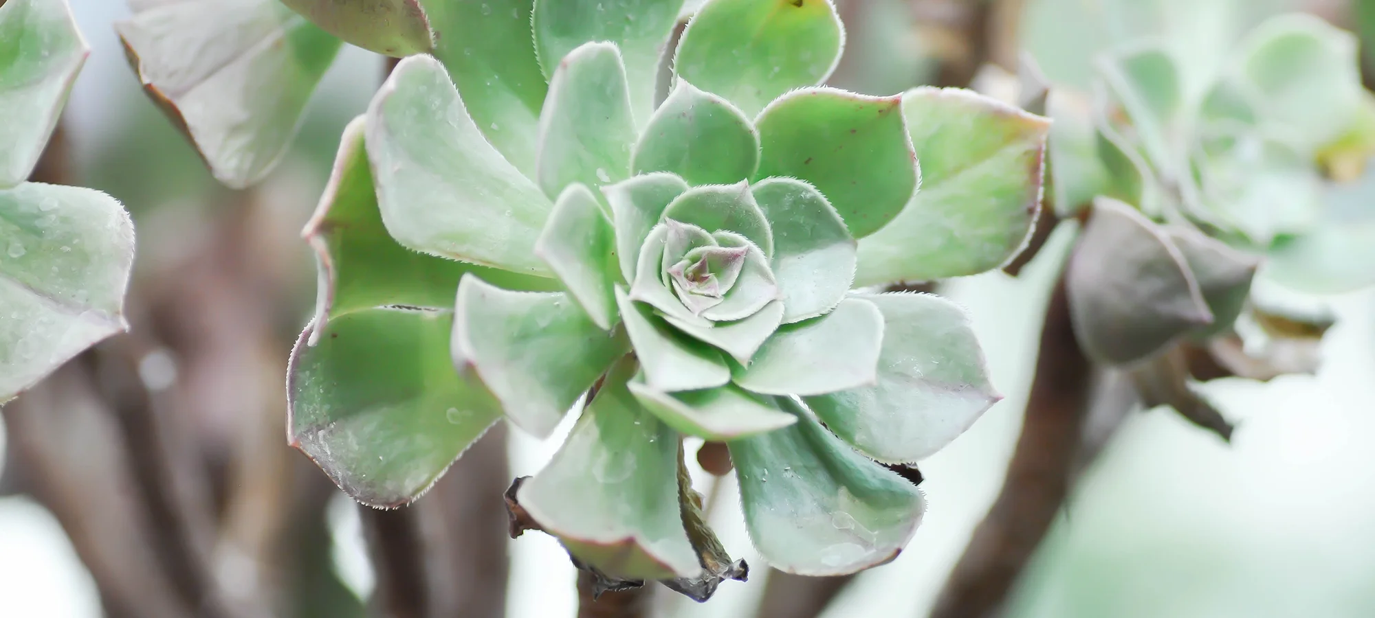 TIERRA EMOTION-SLIDER